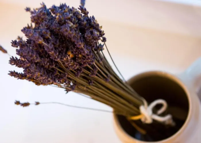 Ivanita * براتسيلافا